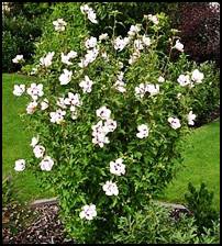 rose of sharon